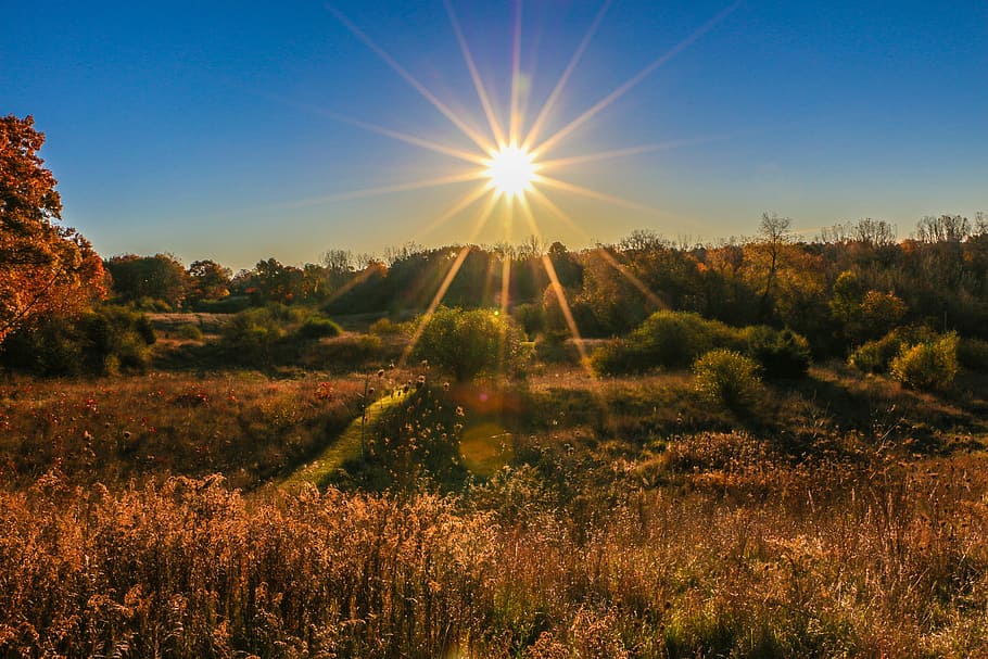 green, grass, field, plants, leaves, fall, autumn, sunlight HD wallpaper