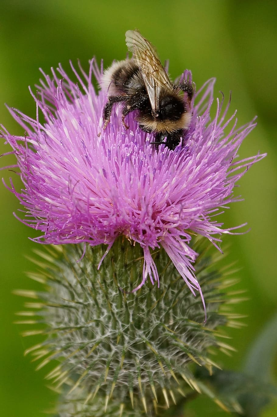 bee, thistle, flower, nature, pollen, pink, nectar, summer HD wallpaper