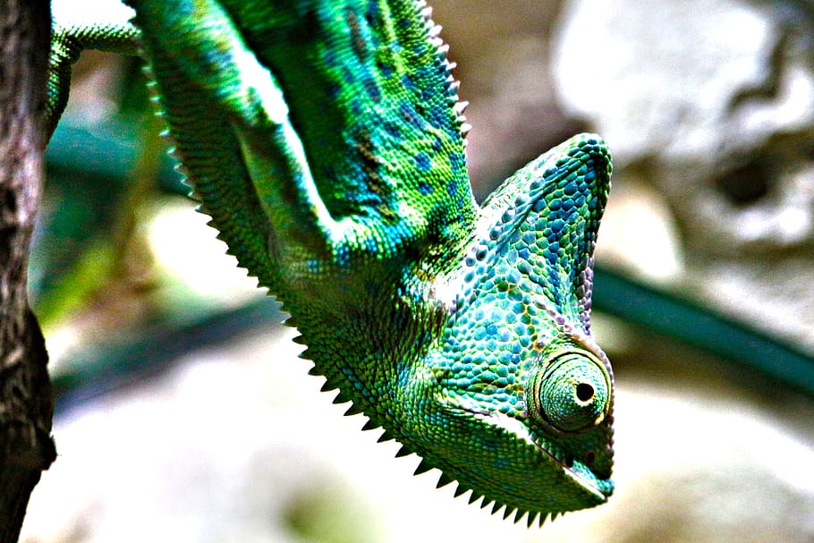 closeup photo of green chameleon, yemen, terrarium, creature