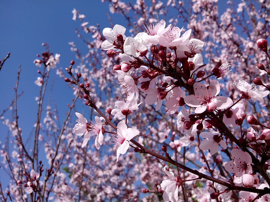 almond tree, branches, flower, natural, nature, spring, blossom, HD wallpaper