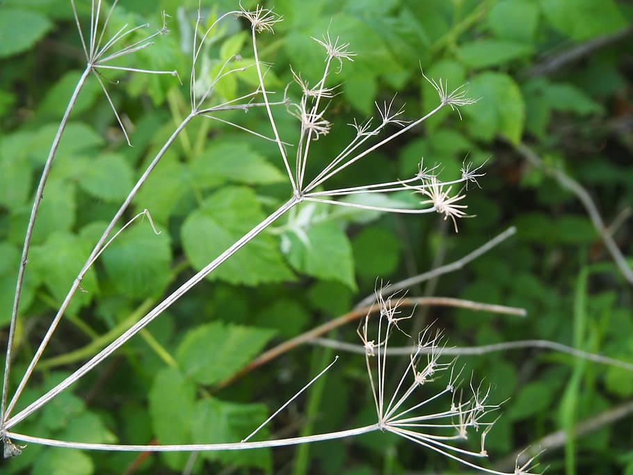 flower, forest, green, close, plant, growth, focus on foreground HD wallpaper