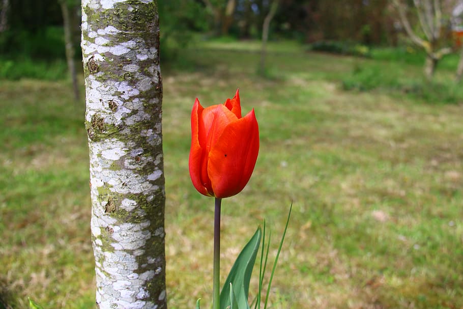 Tulip, Flower, Spring, Garden, red, nature, poppy, growth, beauty in nature HD wallpaper
