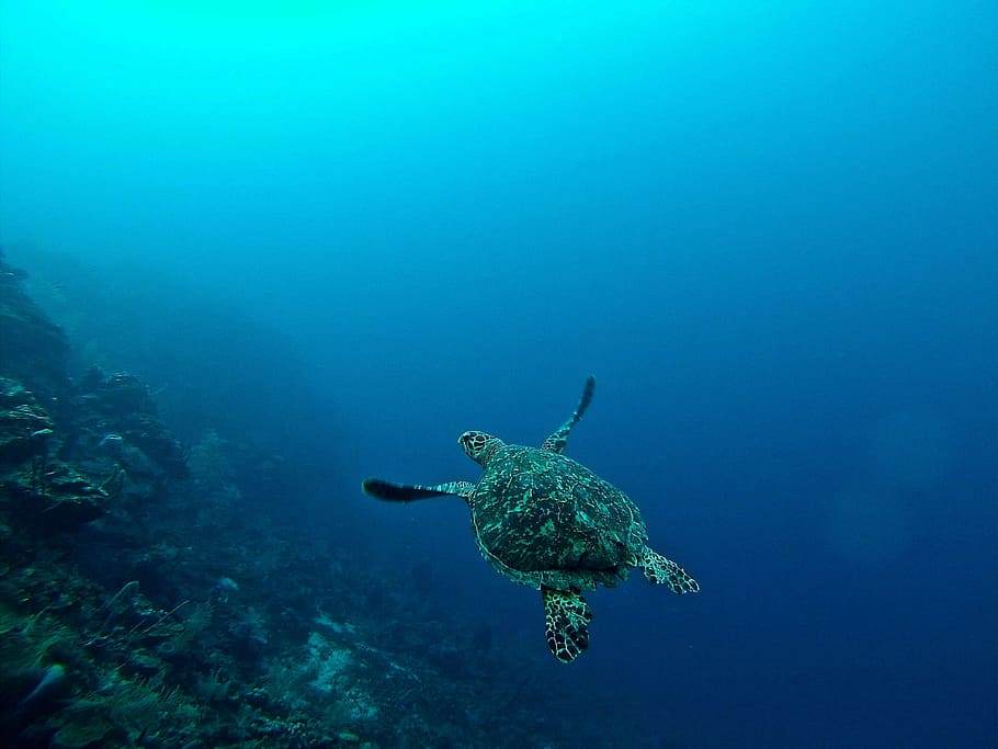 HD wallpaper: sea turtle in water