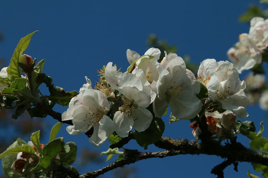 Apple Blossom, Macro, Spring, close, apple tree flowers, nature HD wallpaper