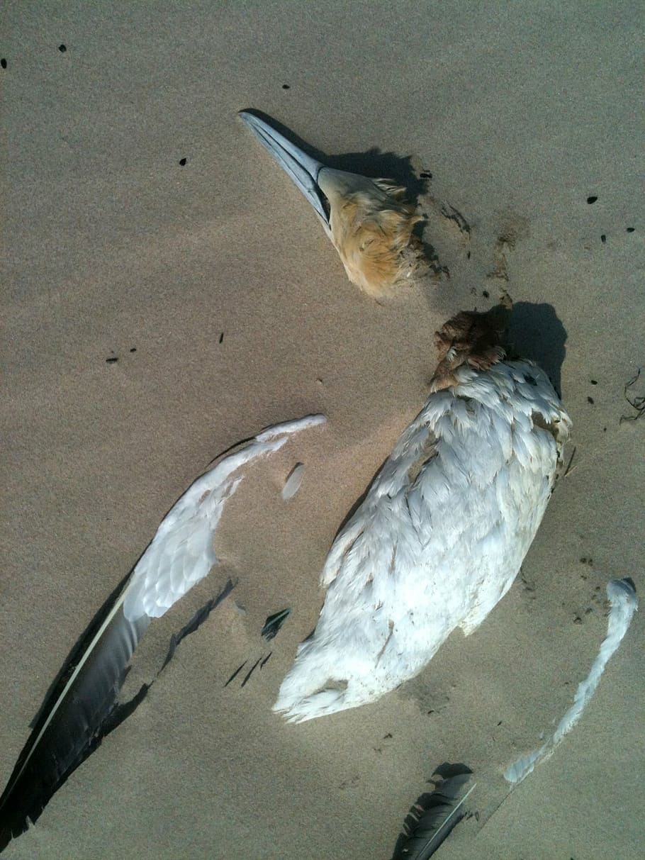 bird, beach, sand, seagull, death, vertebrate, animal, animal themes HD wallpaper