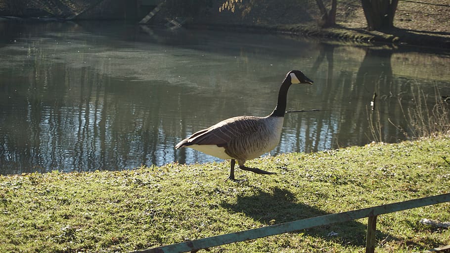 goose, water, pond, animal wildlife, animals in the wild, animal themes HD wallpaper
