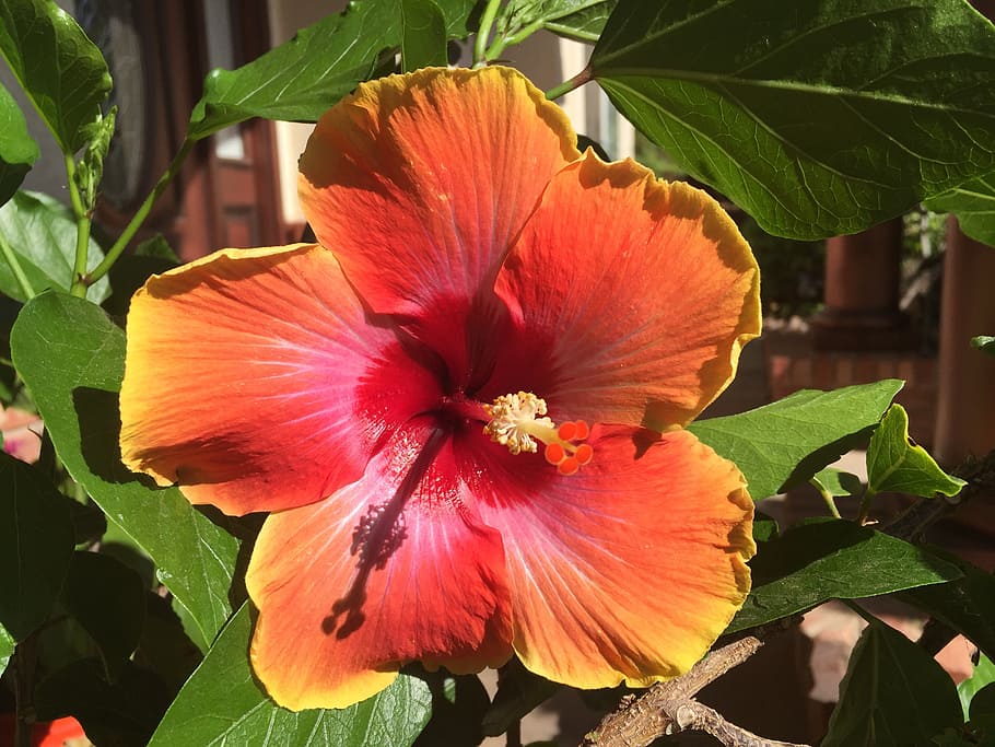 red, hibiscus, flower, flowering plant, beauty in nature, petal HD wallpaper
