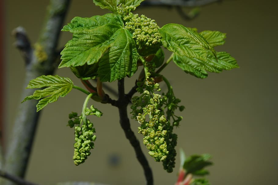 Maple, Blossom, Bloom, Leaves, bud, green, nature, macro, spring HD wallpaper