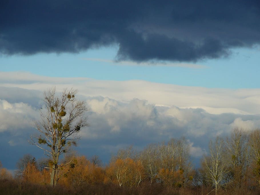 deciduous, tree, sky, plant, cloud - sky, beauty in nature HD wallpaper