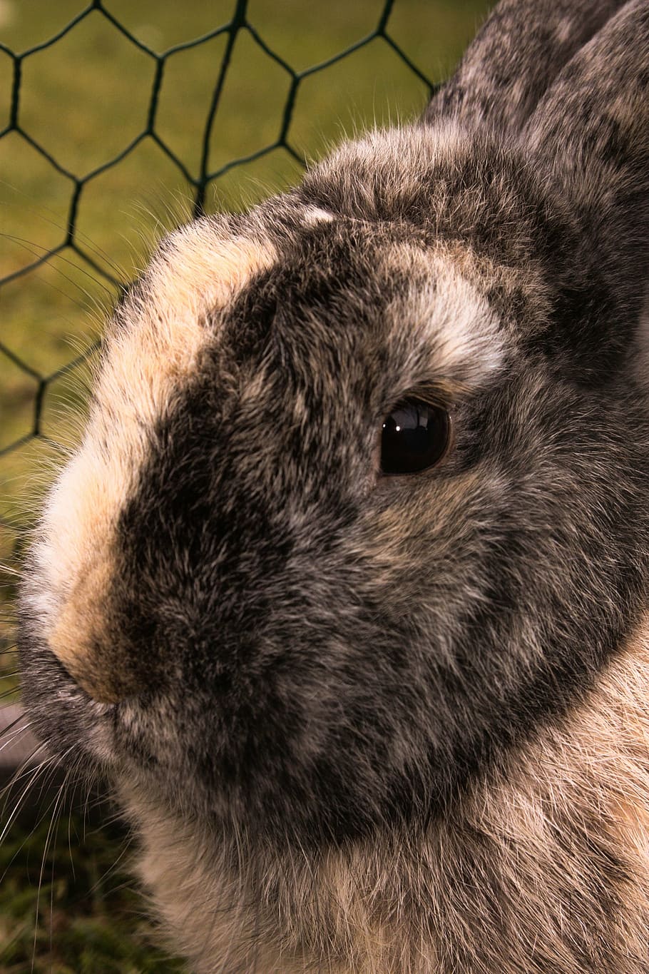 hare, rabbit, animal, one animal, mammal, animal themes, close-up HD wallpaper