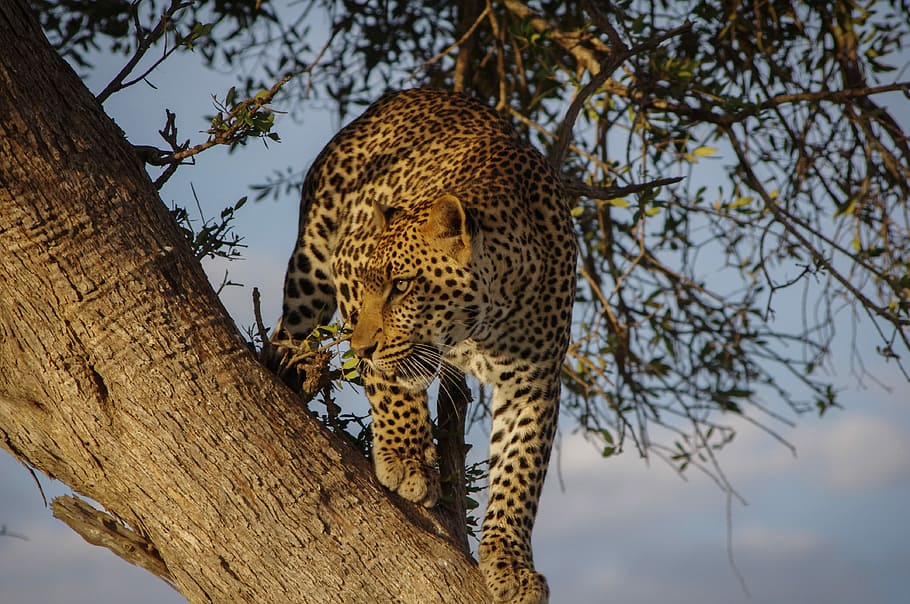 Jaguar on tree during day, brown leopard on trunk, safari, wild HD wallpaper