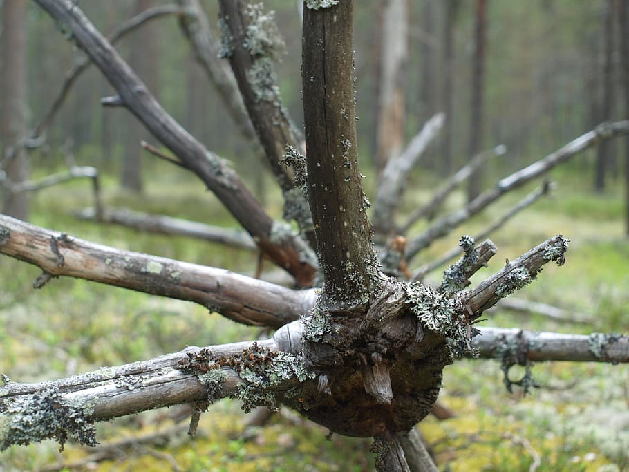 branches, forest, tree, nature, outdoors, plant, focus on foreground HD wallpaper