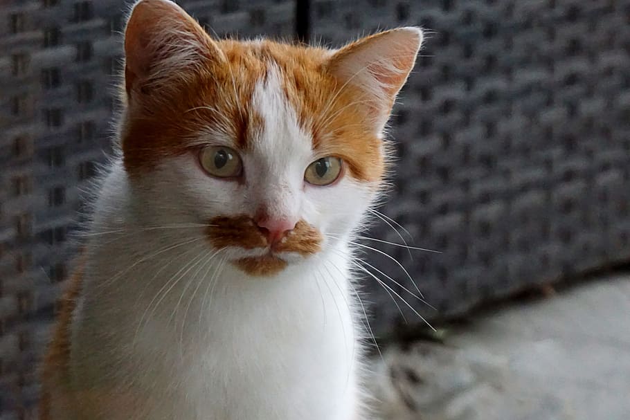 cat, pet, bart, moustache, cute, animal, wildlife photography HD wallpaper