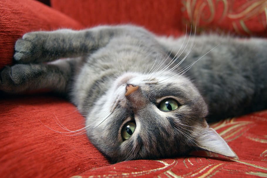 selective focus photography of gray cat on sofa, animals, cats HD wallpaper