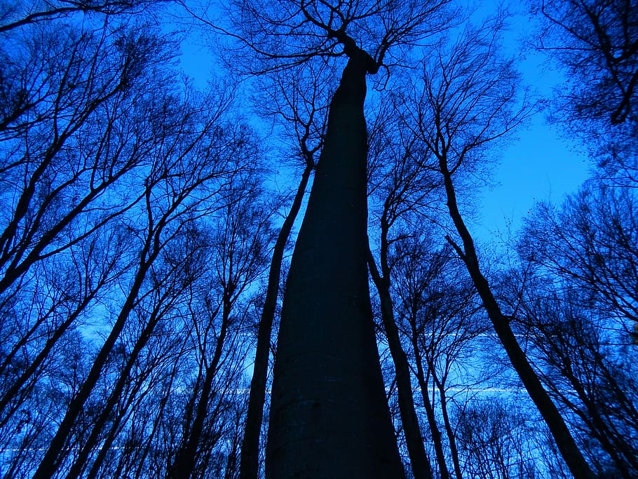 Trees, Nature, Canopy, sky, without sheet, blue sky, bare tree HD wallpaper
