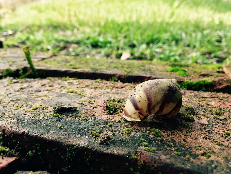 floor, snail, shell, one animal, animal themes, animal wildlife HD wallpaper