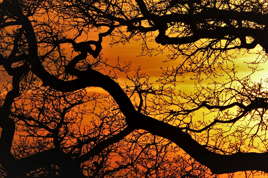 silhouette photography of tree, trees, aesthetic, sunset, branch HD wallpaper