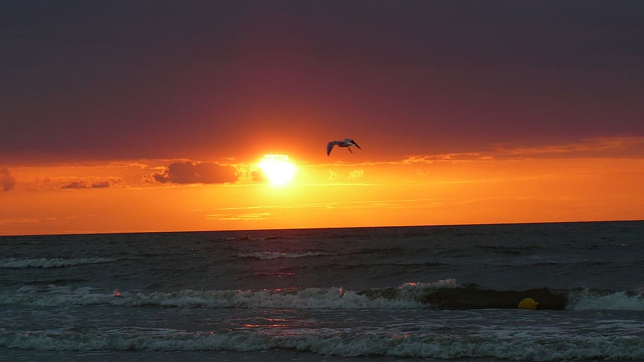 sea, sunset, bird, sky, water, beauty in nature, scenics - nature HD wallpaper