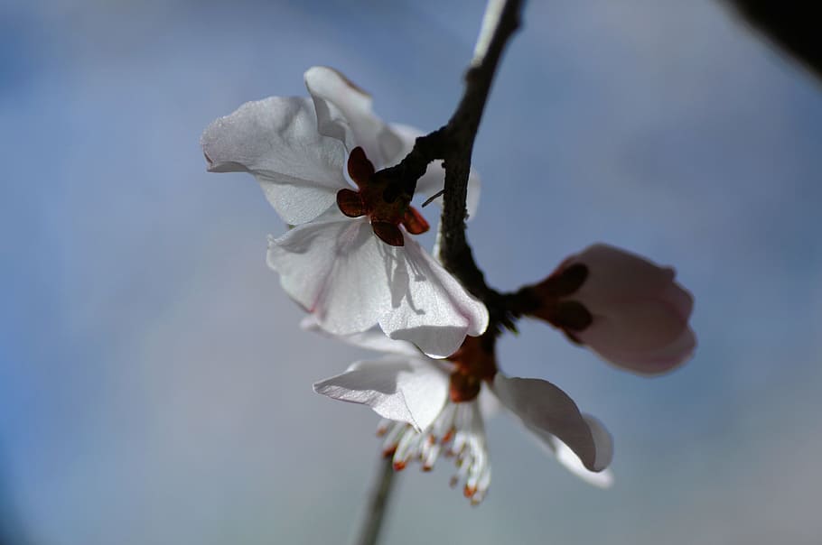 flower, spring, pear, flowering plant, freshness, fragility HD wallpaper