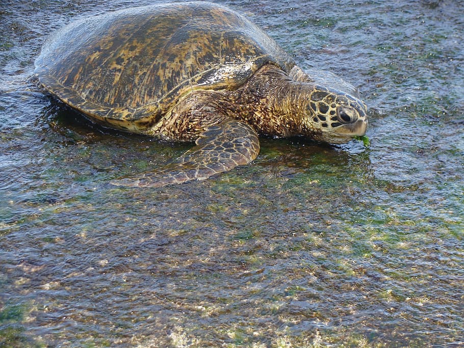 turtle, hawaii, turtle beach, reptile, one animal, animal wildlife HD wallpaper
