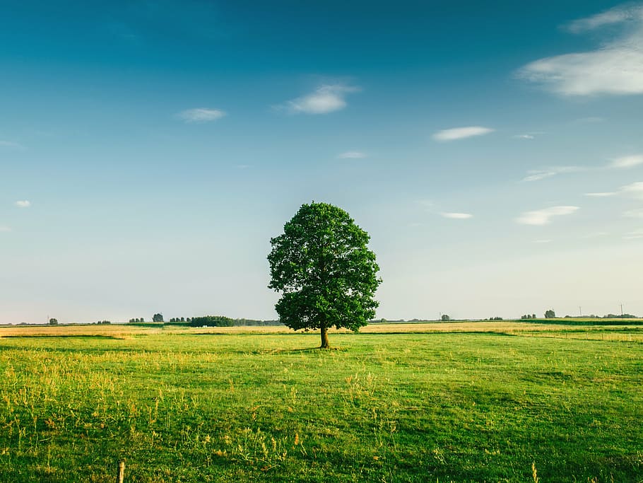 green leaf tree in the middle of green grass field during daytime HD wallpaper