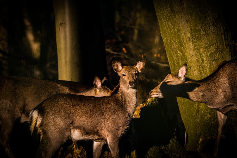 Roe Deer, Hirsch, Red Deer, Deer, Forest, Wild, nature, animal HD wallpaper