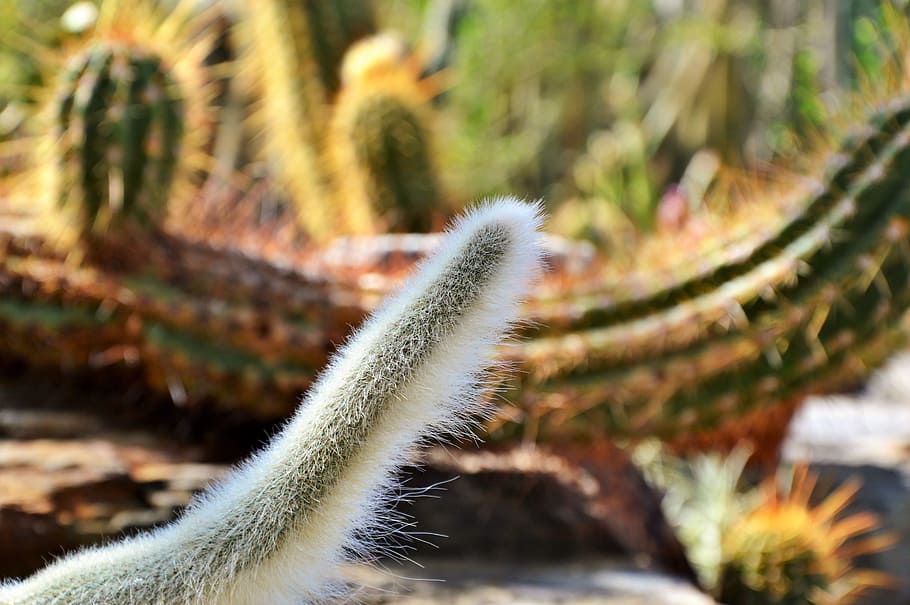 cactus, spur, green, prickly, plant, thorns, nature, pointed HD wallpaper