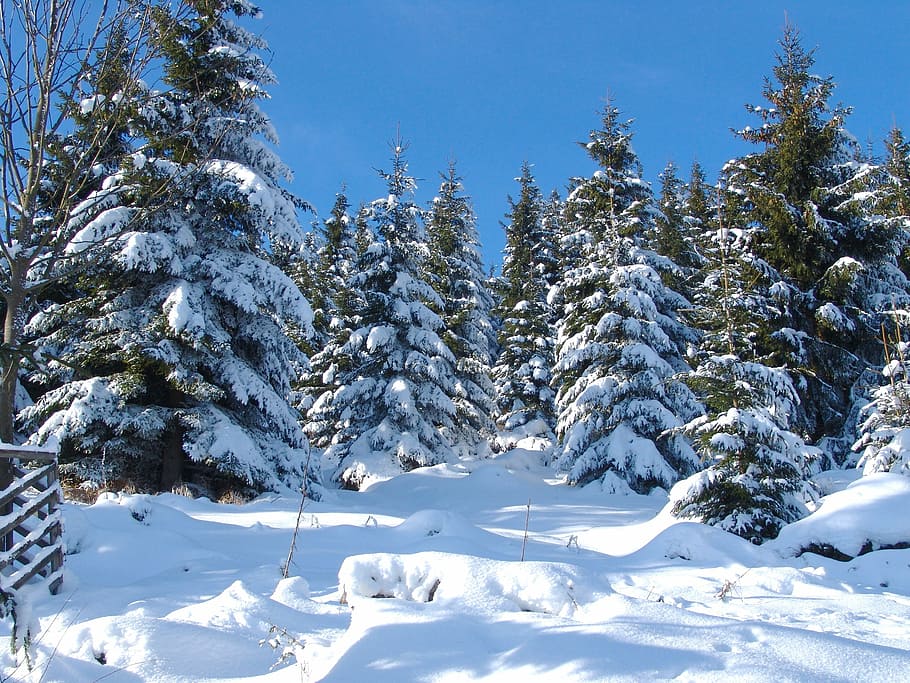 green pine trees covered with snow, gosslar, winter, forest HD wallpaper