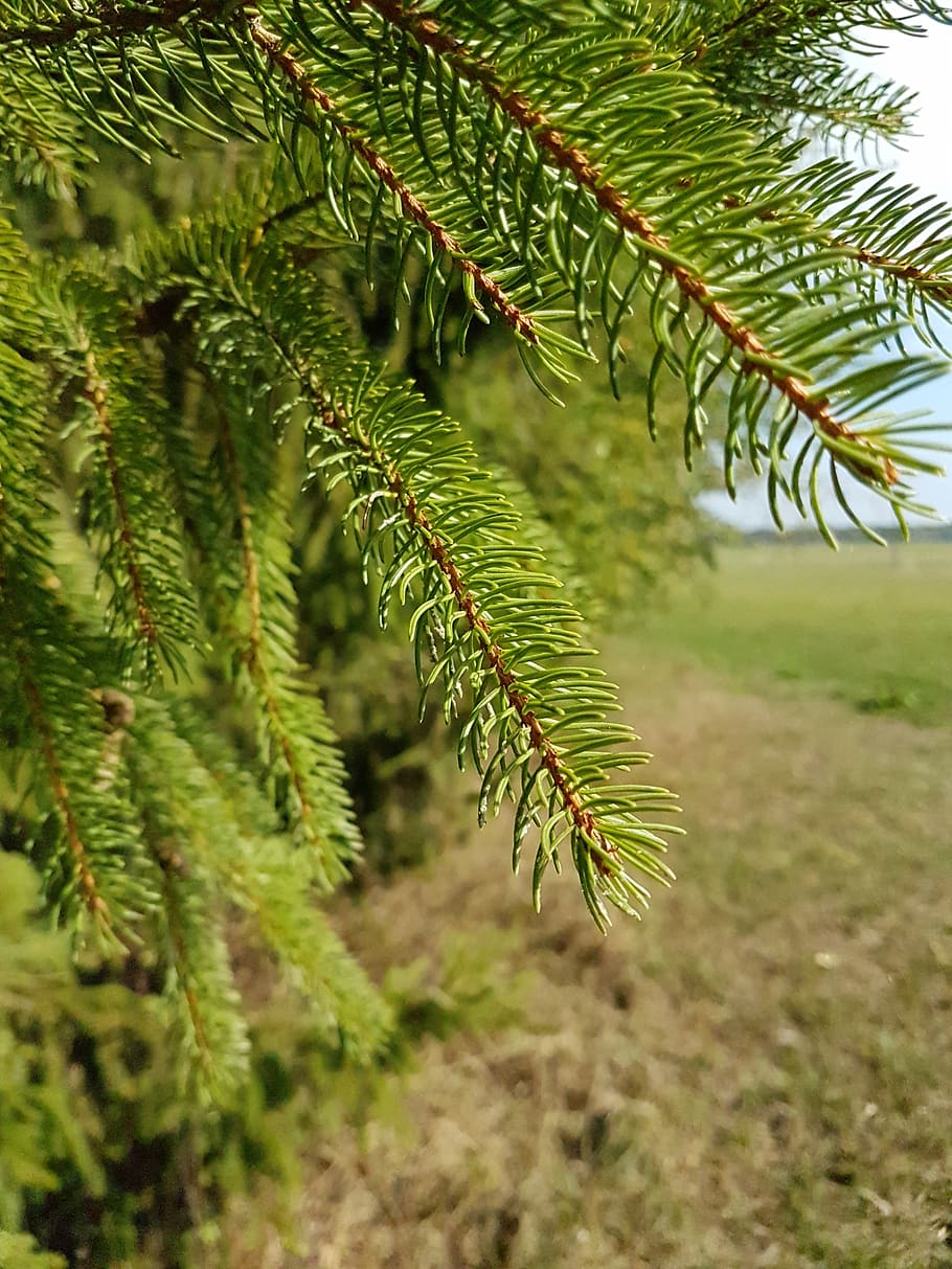 nature, needle, branch, green color, plant, growth, leaf, plant part HD wallpaper