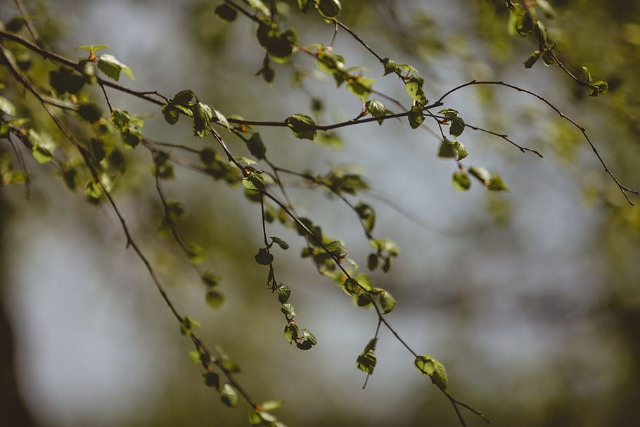 green and brown branch, selective focus photography of green leaf HD wallpaper