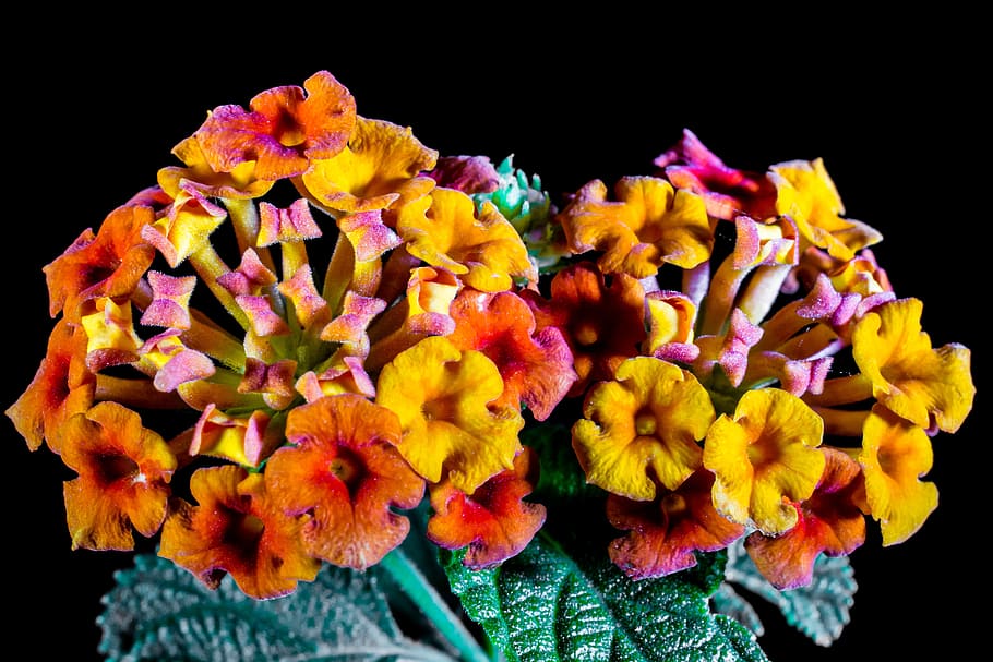 lantana, lantana camara, ornamental plant, orange, yellow, flower, HD wallpaper