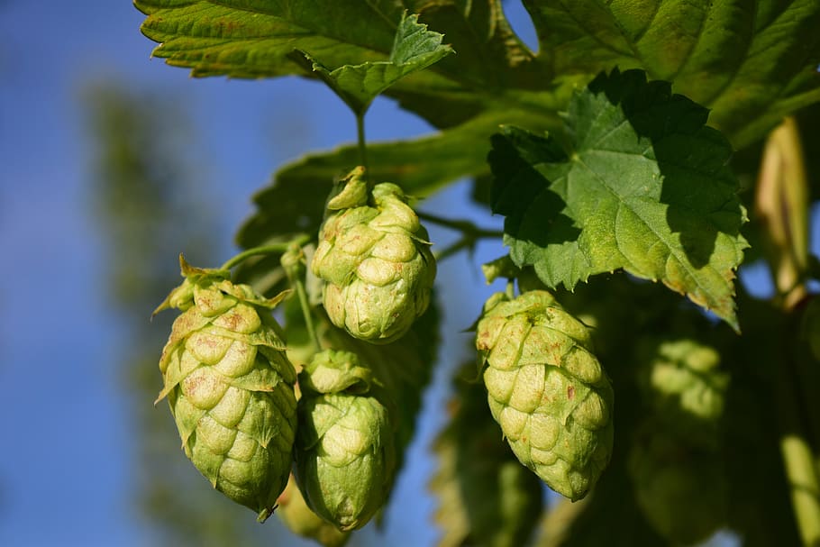 selected focus photo of green fruits, hops, close, nature, plant HD wallpaper