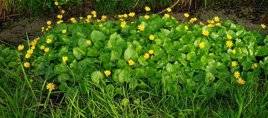 nature, plant, leaf, flower, garden, flowers, yellow, flora HD wallpaper