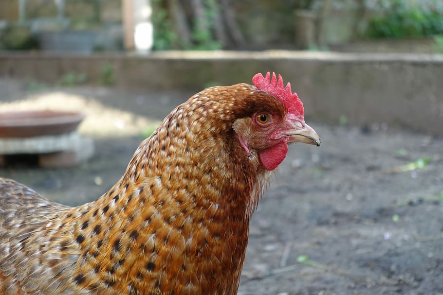 Chickens, Poultry, Chicken Coop, livestock, domestic animals