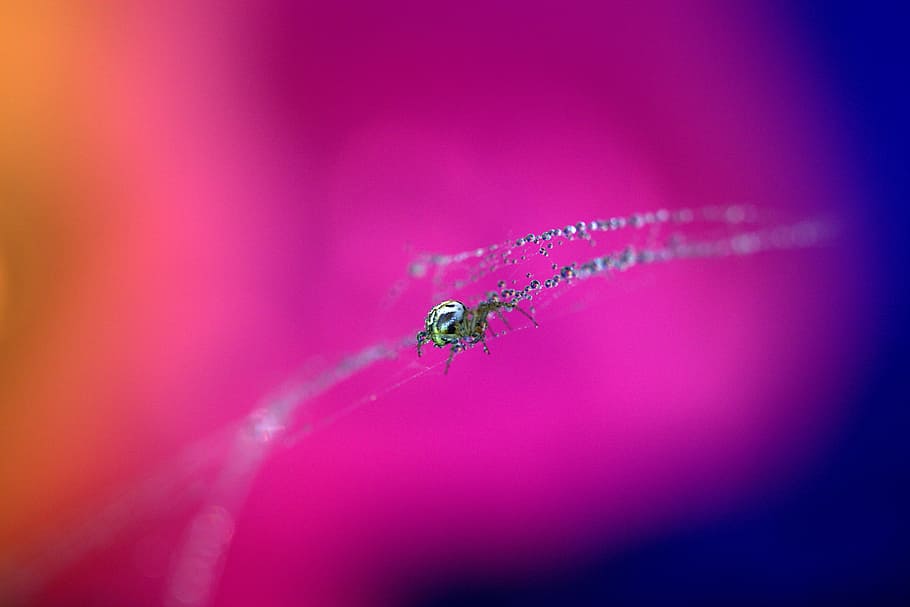spider, spider web, drops, hooked, arachnid, dew, place, coloring HD wallpaper