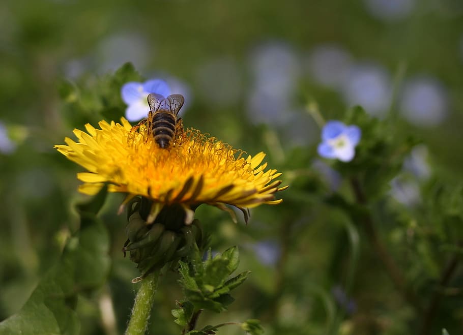 dandelion, bee, insecta, pollen, yellow, flower, spring, garden HD wallpaper