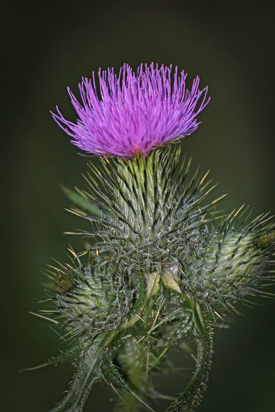 thistle, flower, nature, color, blossom, bloom, plant, purple HD wallpaper
