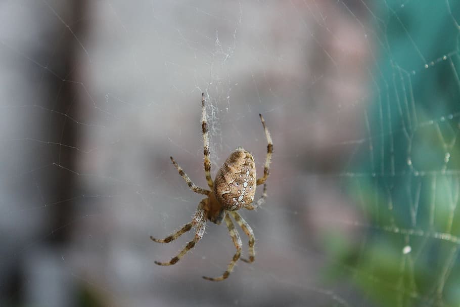spider, spider web, nature, insects, living nature, araneus, HD wallpaper