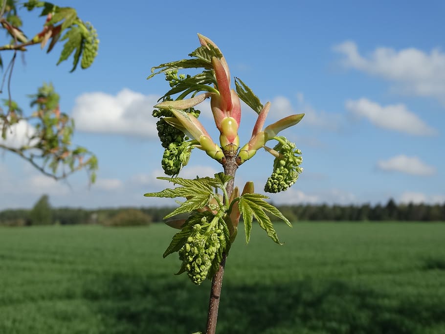 spring, sprout, growth, bud, plant, beauty in nature, flower HD wallpaper