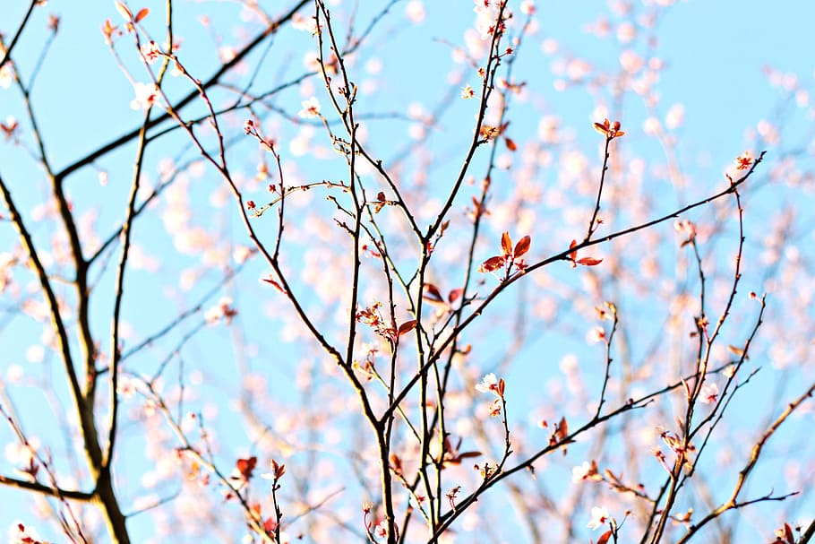 blossom, spring, bloom, pink, plant, low angle view, tree, beauty in nature HD wallpaper