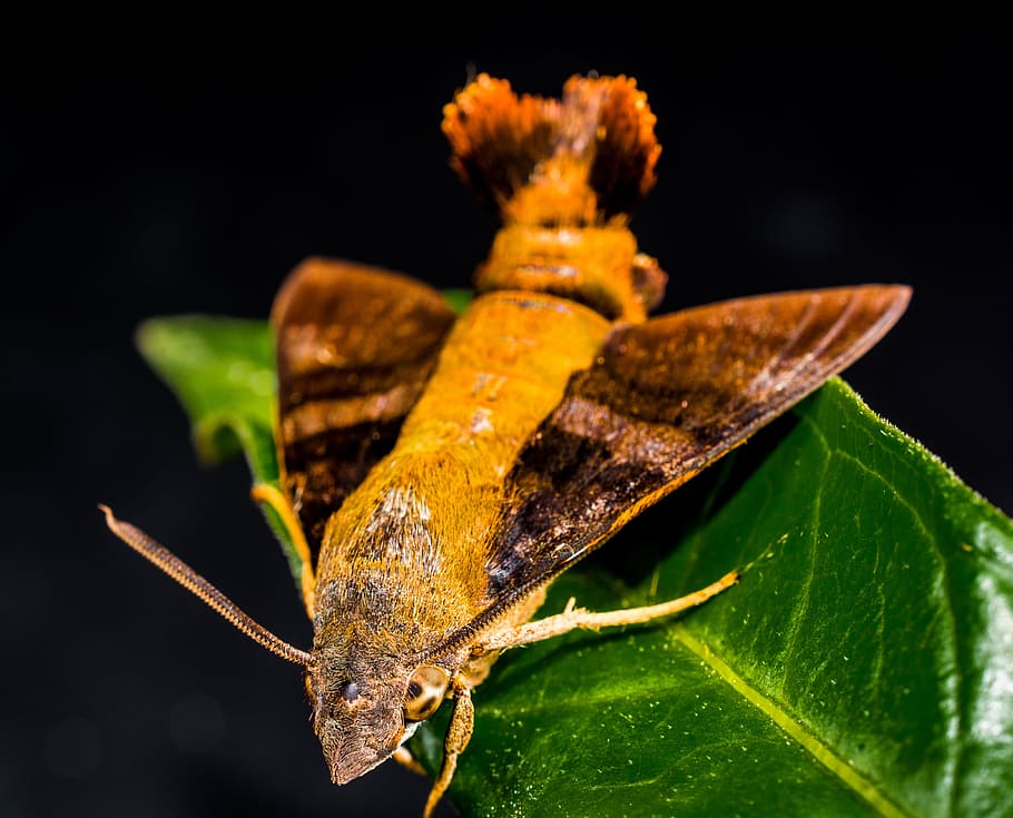 Moth, Butterfly, Insect, Close, leaf, close-up, one animal HD wallpaper