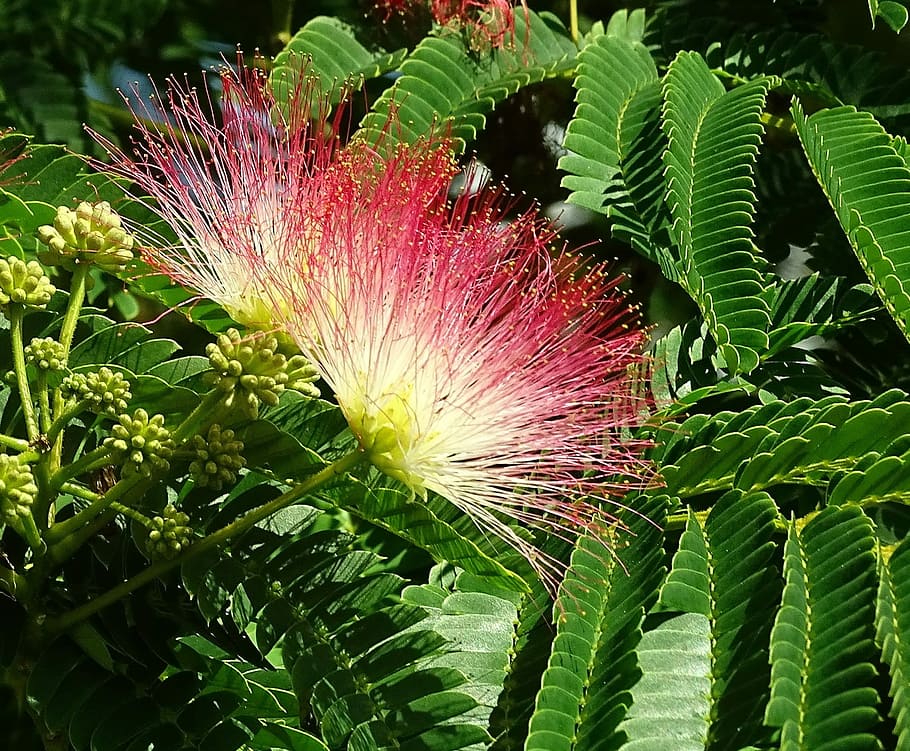 Plant, Silk Tree, Flourishing, flourishing tree, landscape HD wallpaper