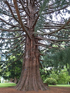 sequoia, park, huge, tribe, log, tree, conifer, nature, new zealand HD wallpaper