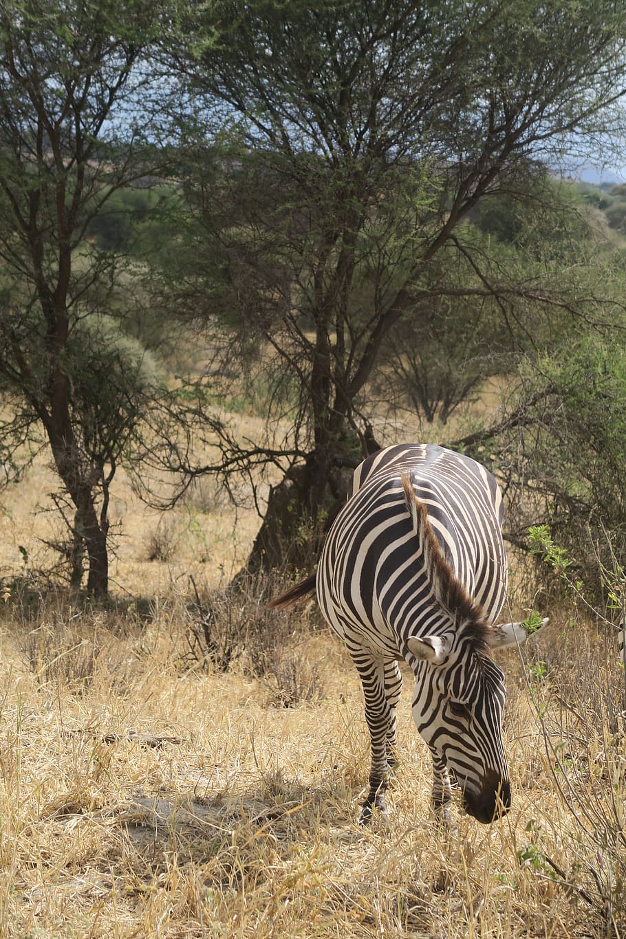 nature, safari, savanna, wildlife, zebra, tree, reserve, park, HD wallpaper