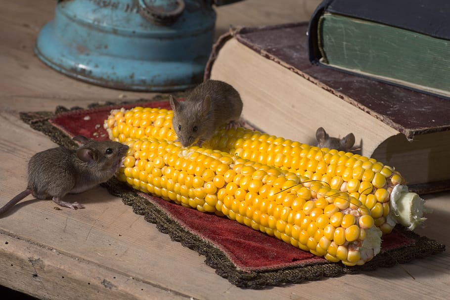 Mouse, Wild, Corn, Nager, animal portrait, vegetables, food and drink HD wallpaper
