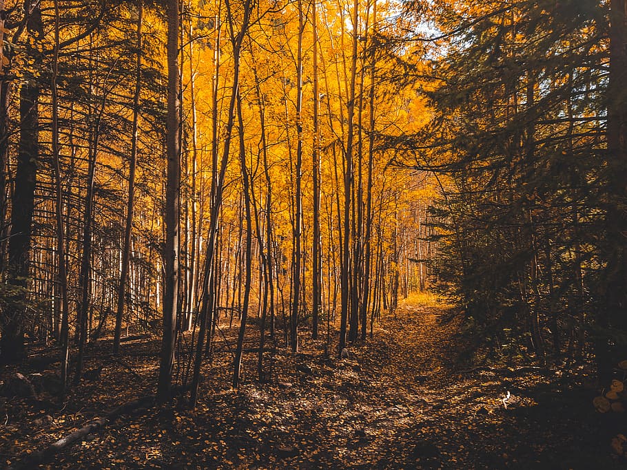brown trees, yellow leafed trees in forest at daytime, orange HD wallpaper