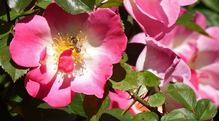 bee, wild, rose, red, flower, flowering plant, petal, fragility HD wallpaper