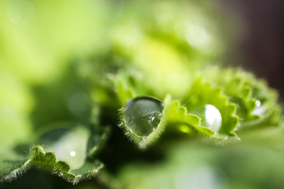 nature, leaf, plant, green color, plant part, selective focus HD wallpaper