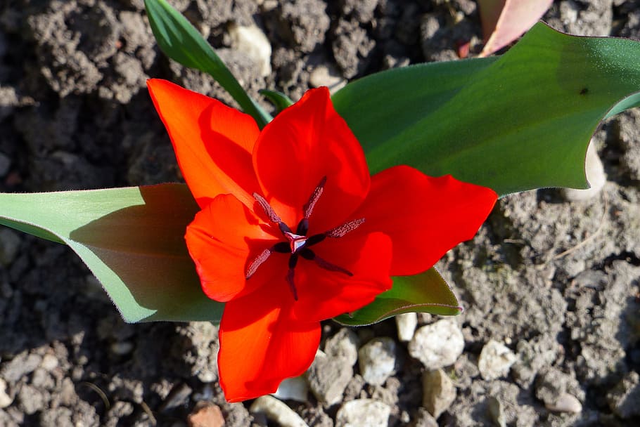 red, triangle, gray base, flower, flowering plant, beauty in nature HD wallpaper