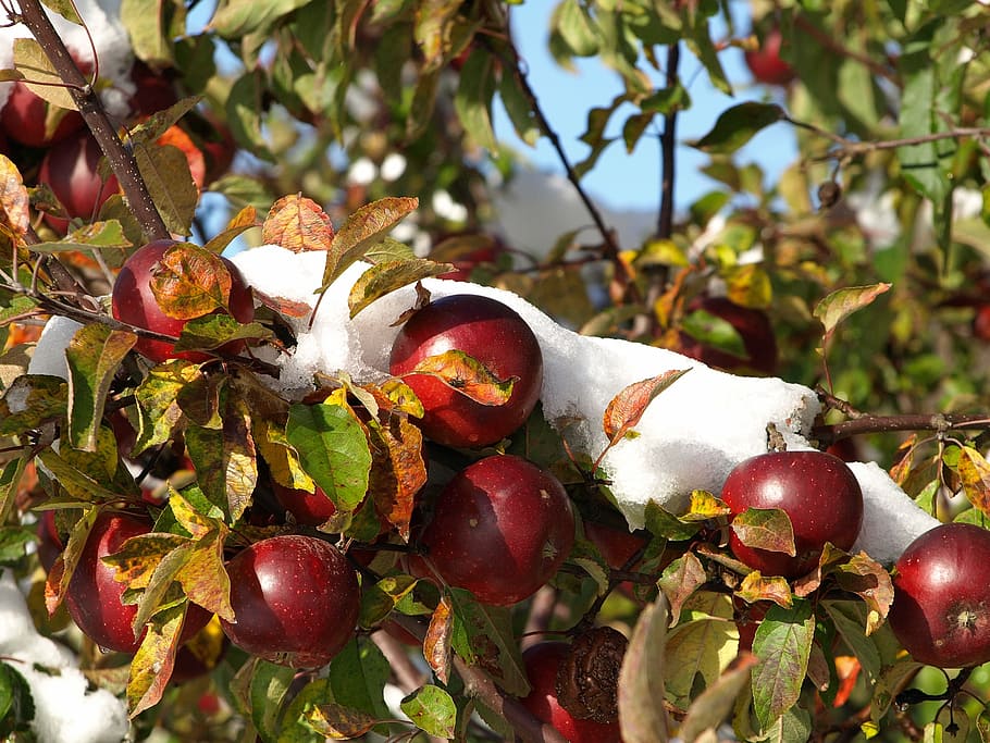 apple, snow, autumn, winter, fruit, frozen, time of year, ice cream apples, HD wallpaper